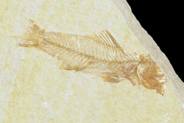 Rare, Fossil Fish (Amphiplaga) - Green River Formation #143755